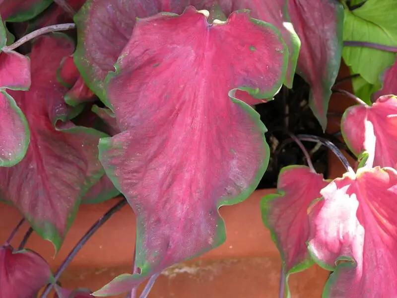 Florida Red Ruffles