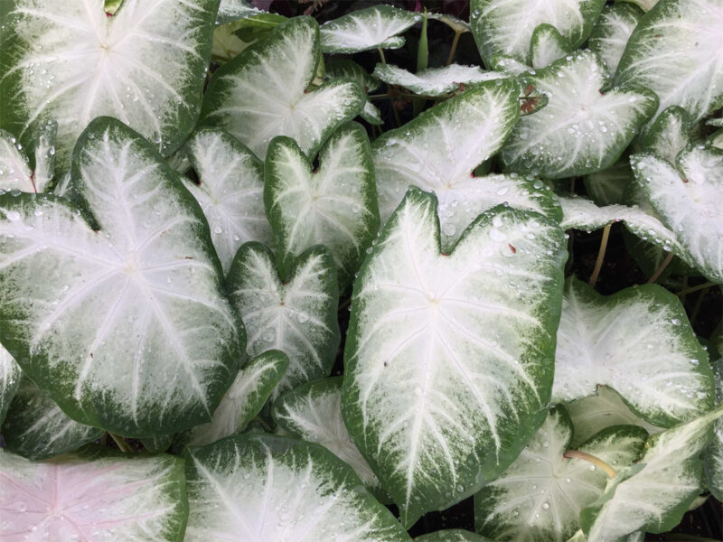 Iceberg Caladium