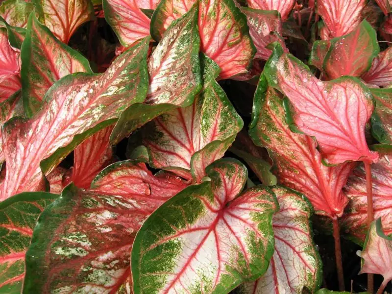 Pink Beauty caladium