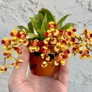 Oncidium Orchids