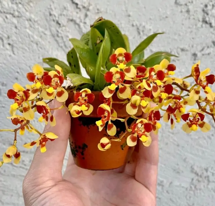 Oncidium Orchids