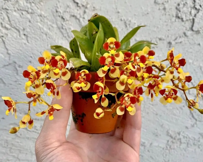 Oncidium Orchids