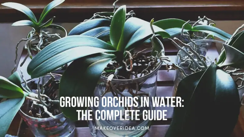 orchid growing in water