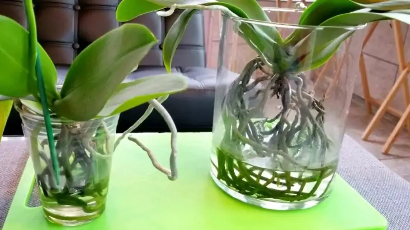 orchid water culture