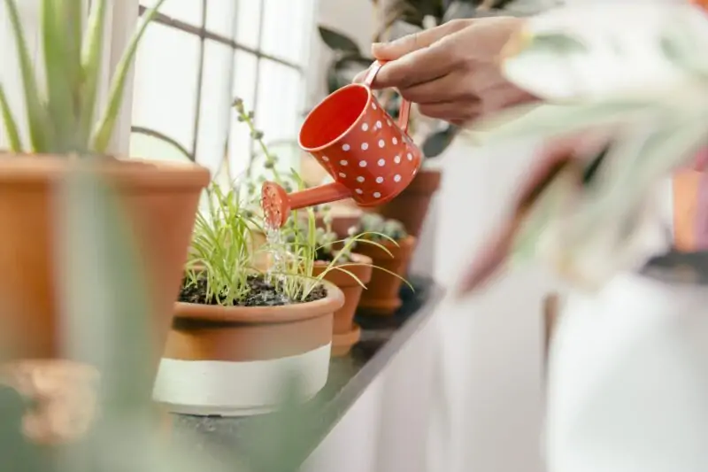 plant watering