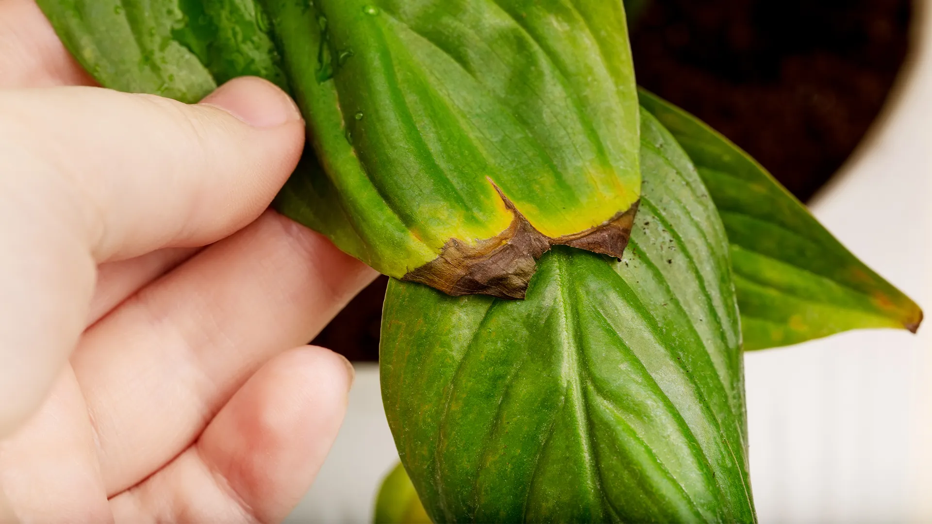 Can Overwatered Plants Recover On Their Own?