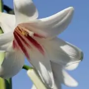 cardiocrinum giganteum