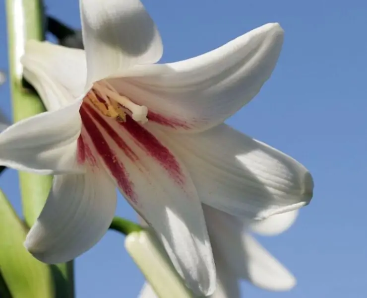 cardiocrinum giganteum