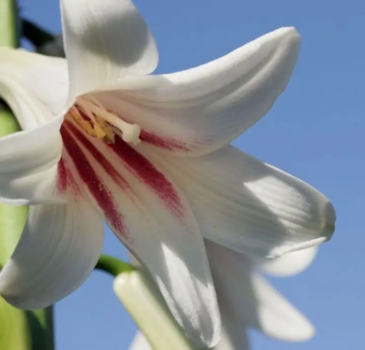 cardiocrinum giganteum