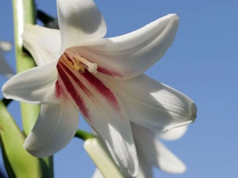 cardiocrinum giganteum