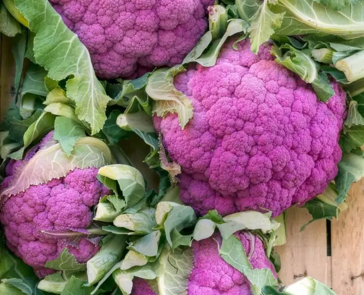 Cauliflower Companion Planting