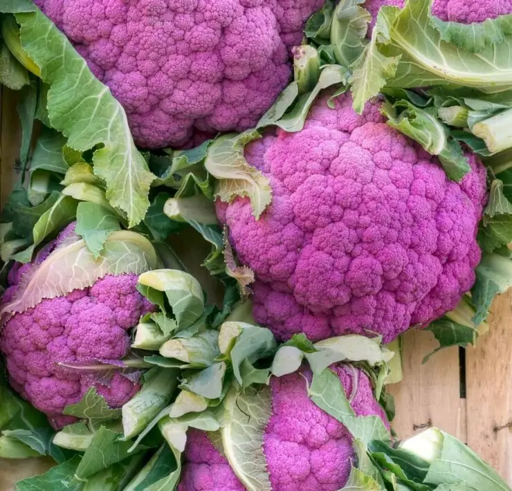 Cauliflower Companion Planting