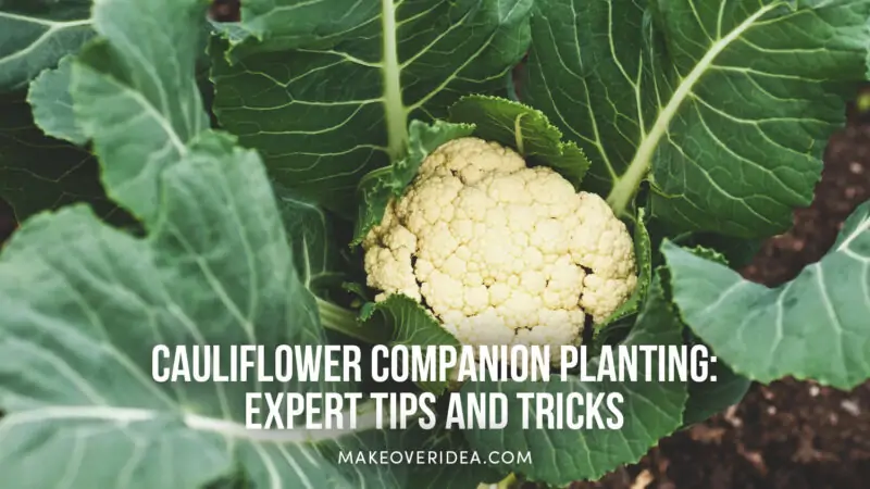 Cauliflower Companion Planting
