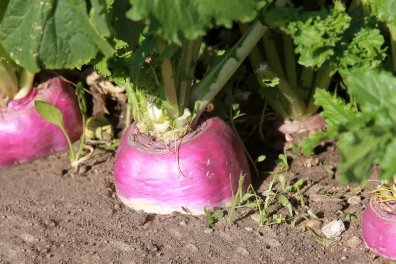 Turnips Plant