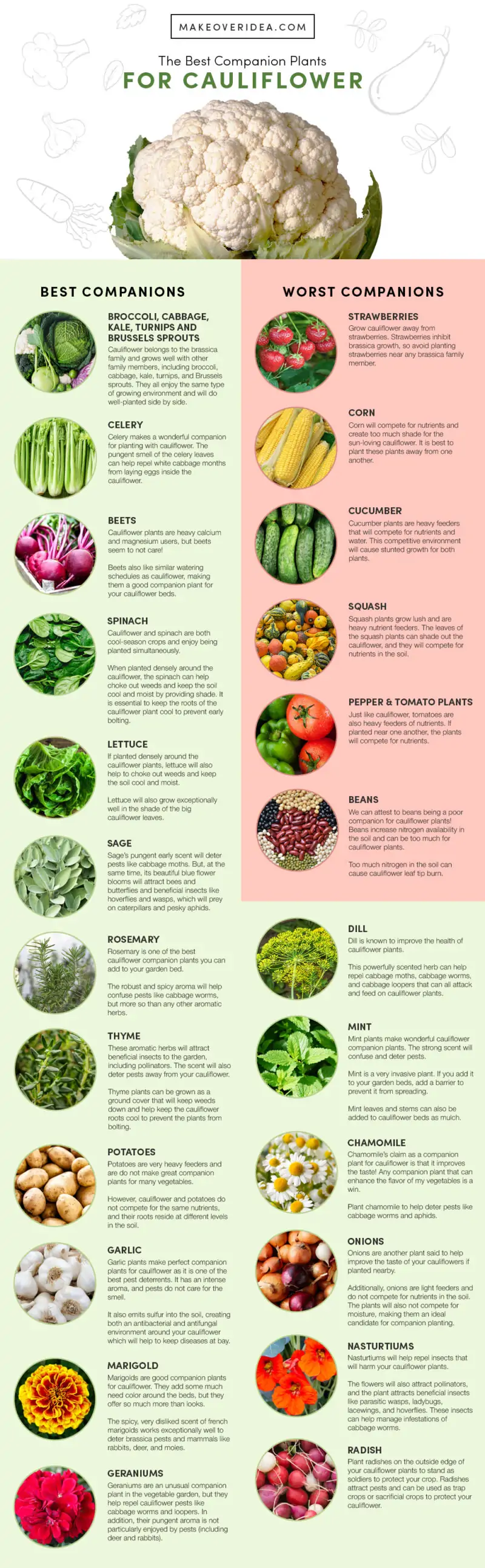 companion plants chart CAULIFLOWER