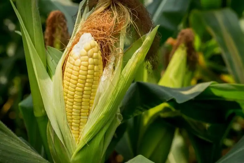 corn plant