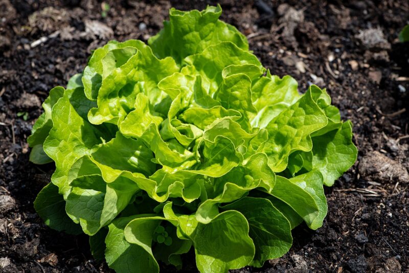 lettuce plants