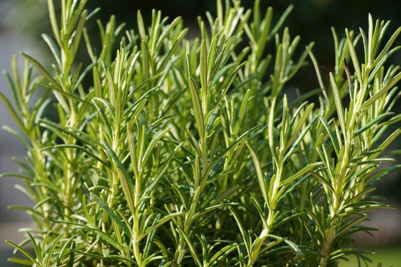 rosemary plant