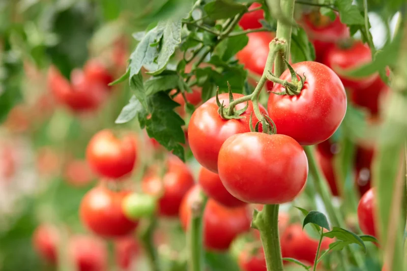 tomato plant