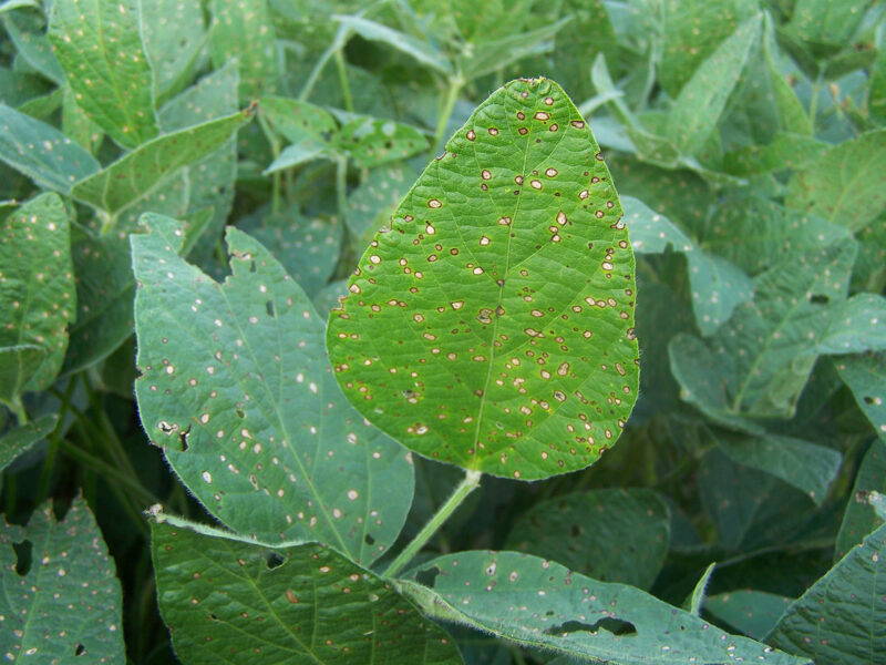 How to manage and control Cercospora Leaf Spot