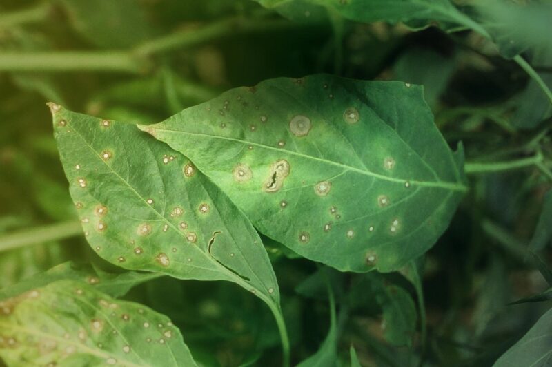 What are the symptoms of Cercospora Leaf Spot