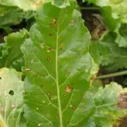 cercospora leaf spot