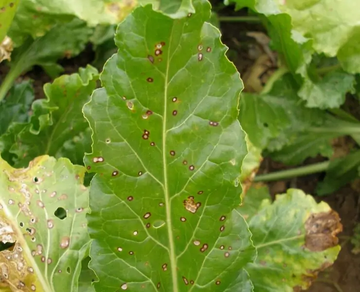 cercospora leaf spot