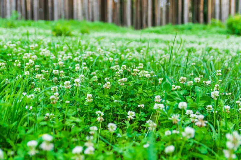 Clover and Lawns