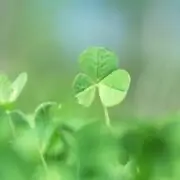 clover plant