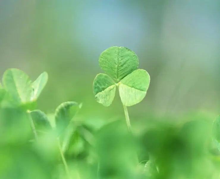 clover plant