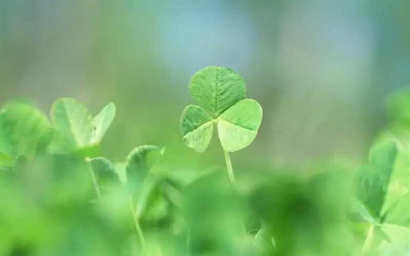 clover plant