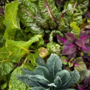 Companion plants for collard greens