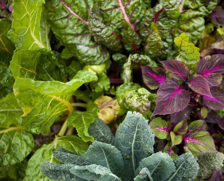 Companion plants for collard greens