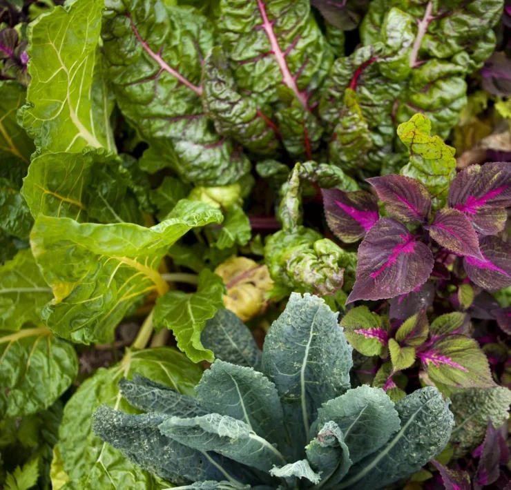 Companion plants for collard greens