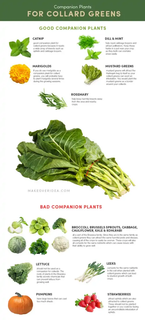 companion plants for collard greens chart