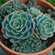 Cutting Off Echeveria Flowers