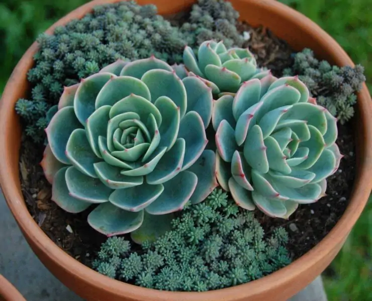 Cutting Off Echeveria Flowers