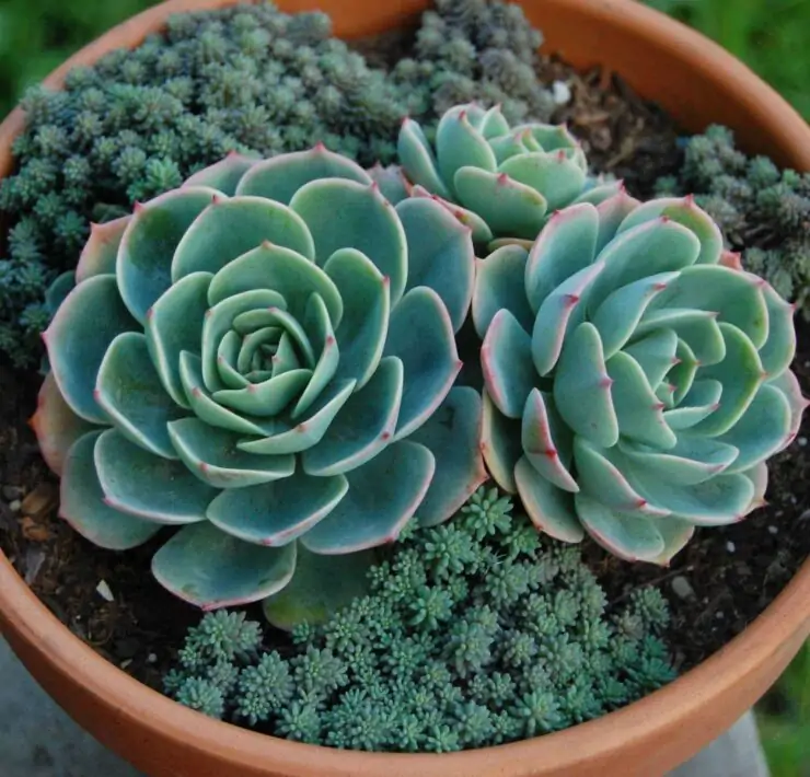 Cutting Off Echeveria Flowers