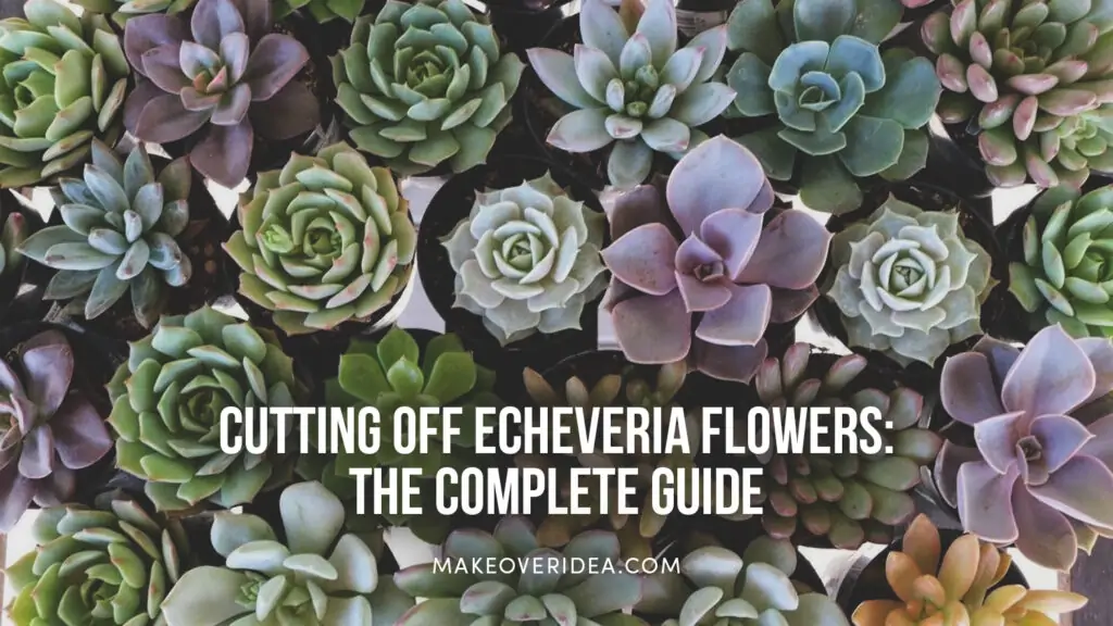 cutting off echeveria flowers