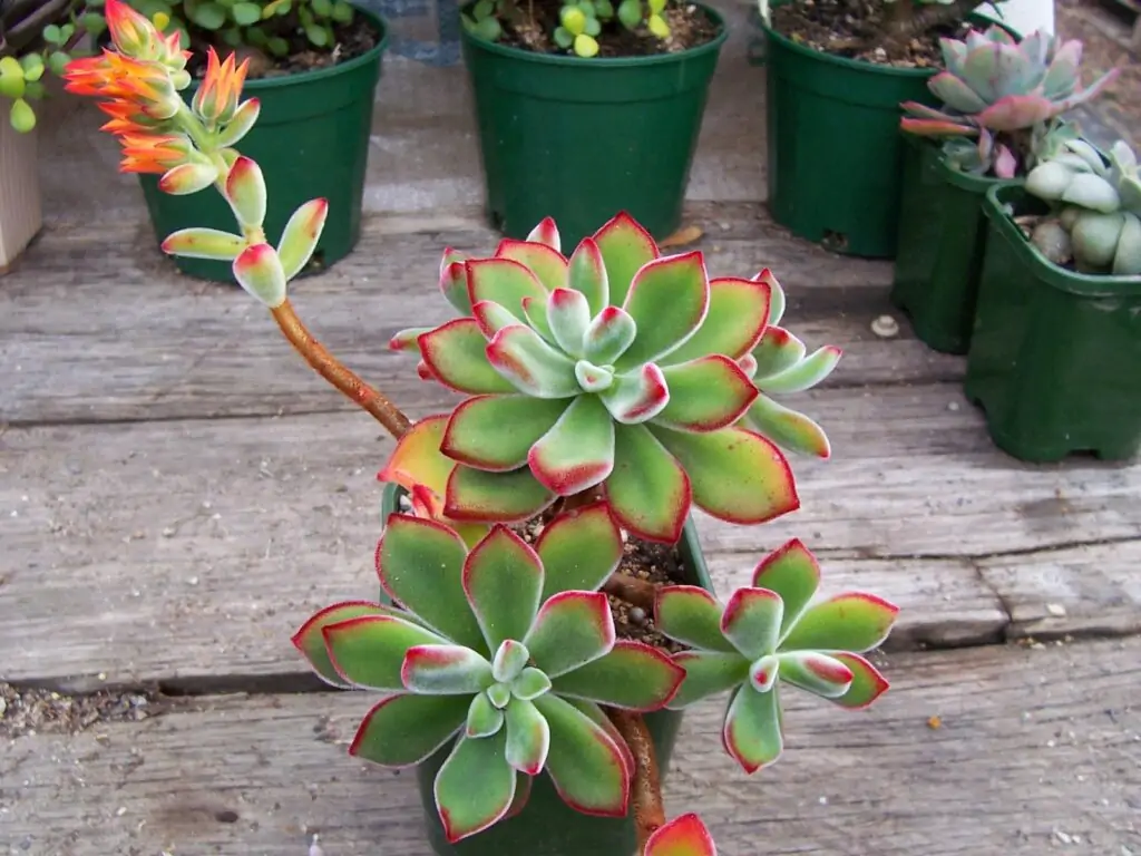 echeveria cut off