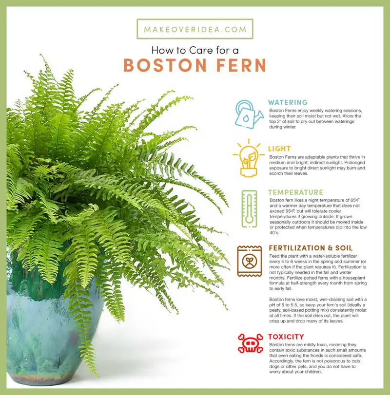 boston fern requirements how to care chart
