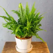 ferm in pot indoors