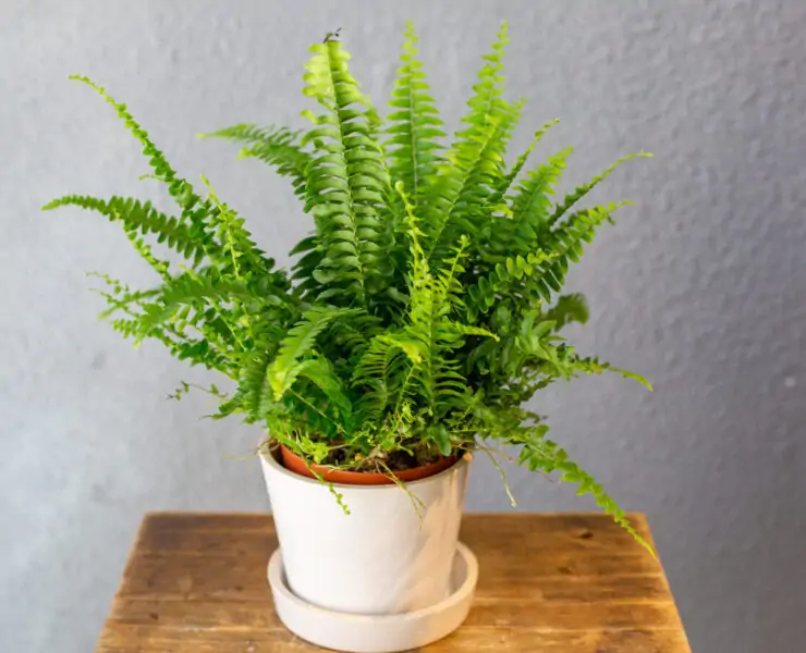 ferm in pot indoors