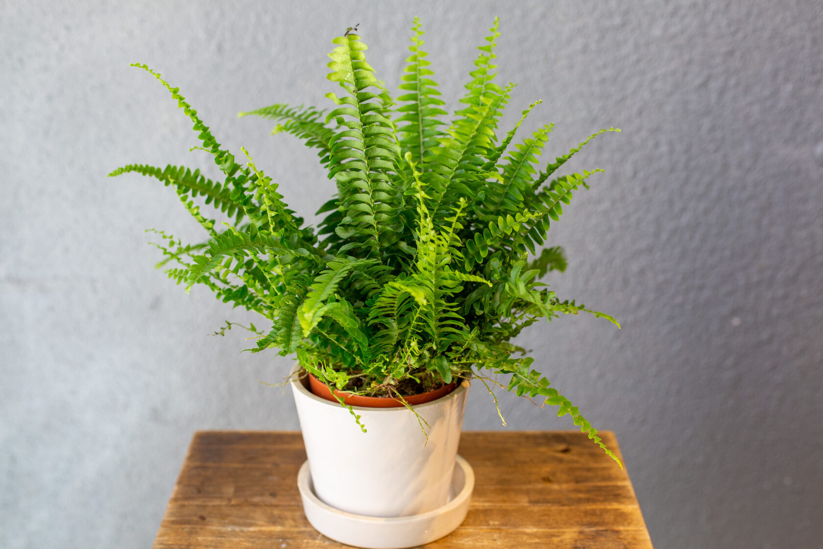 Do Ferns Come Back Every Year Growing and Caring Garden Tips