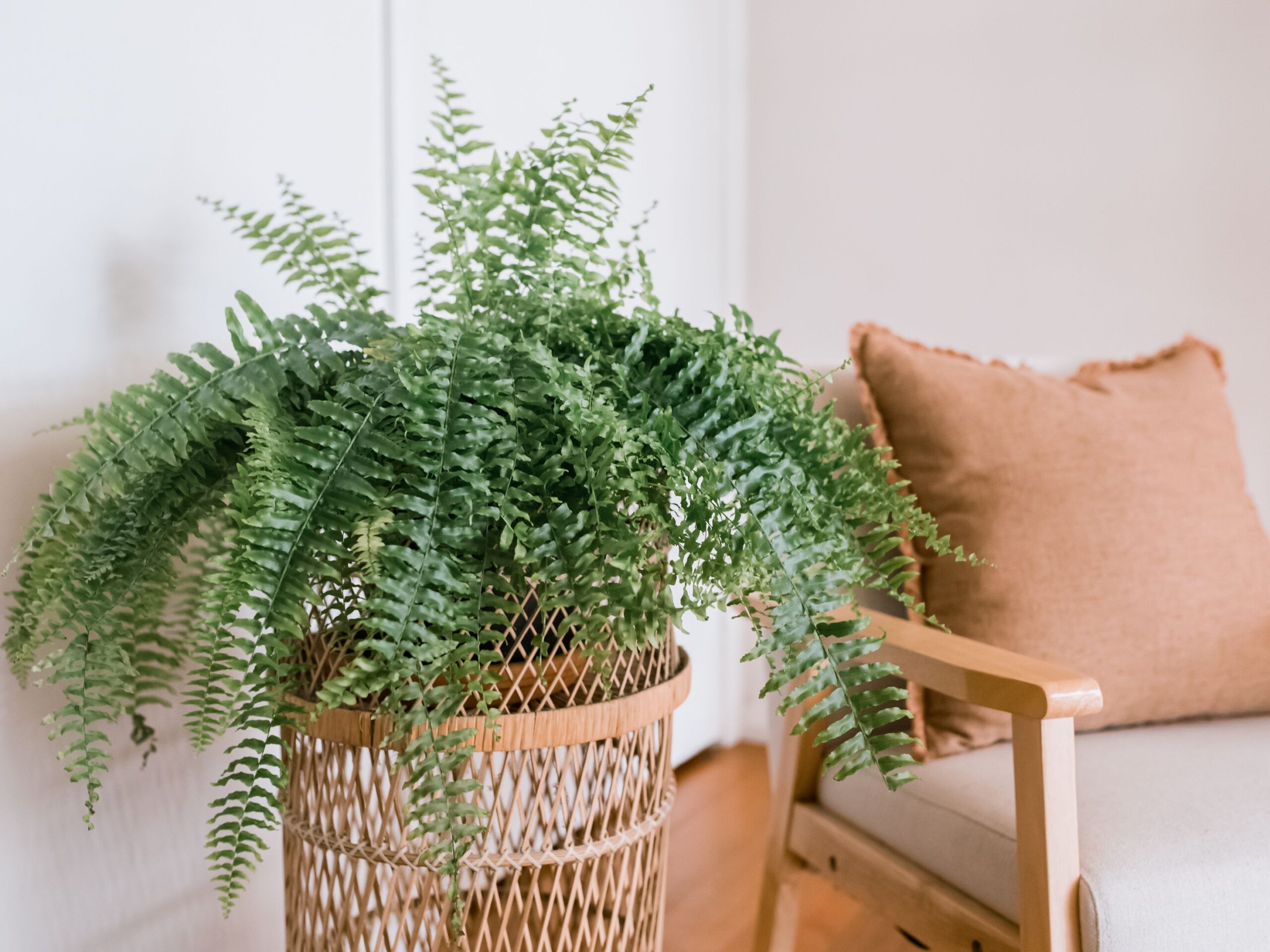 Do Ferns Come Back Every Year In Your Garden?