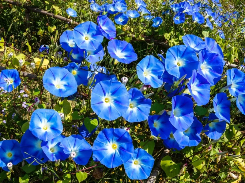 blue flowers of morning glory