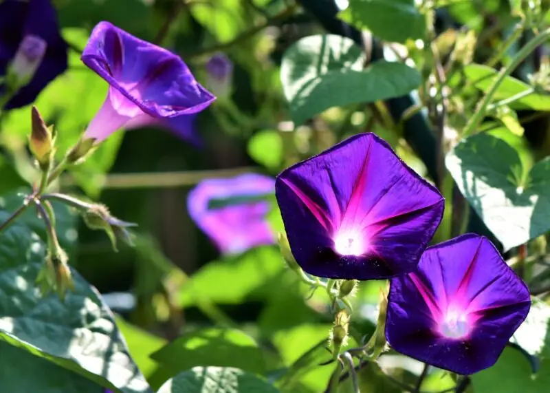 morning glories deep purple