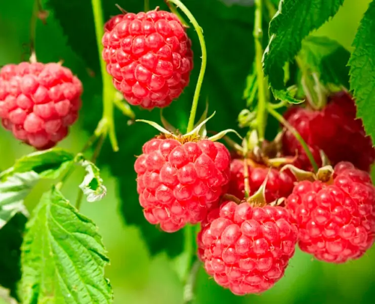 do raspberries have seeds jpeg