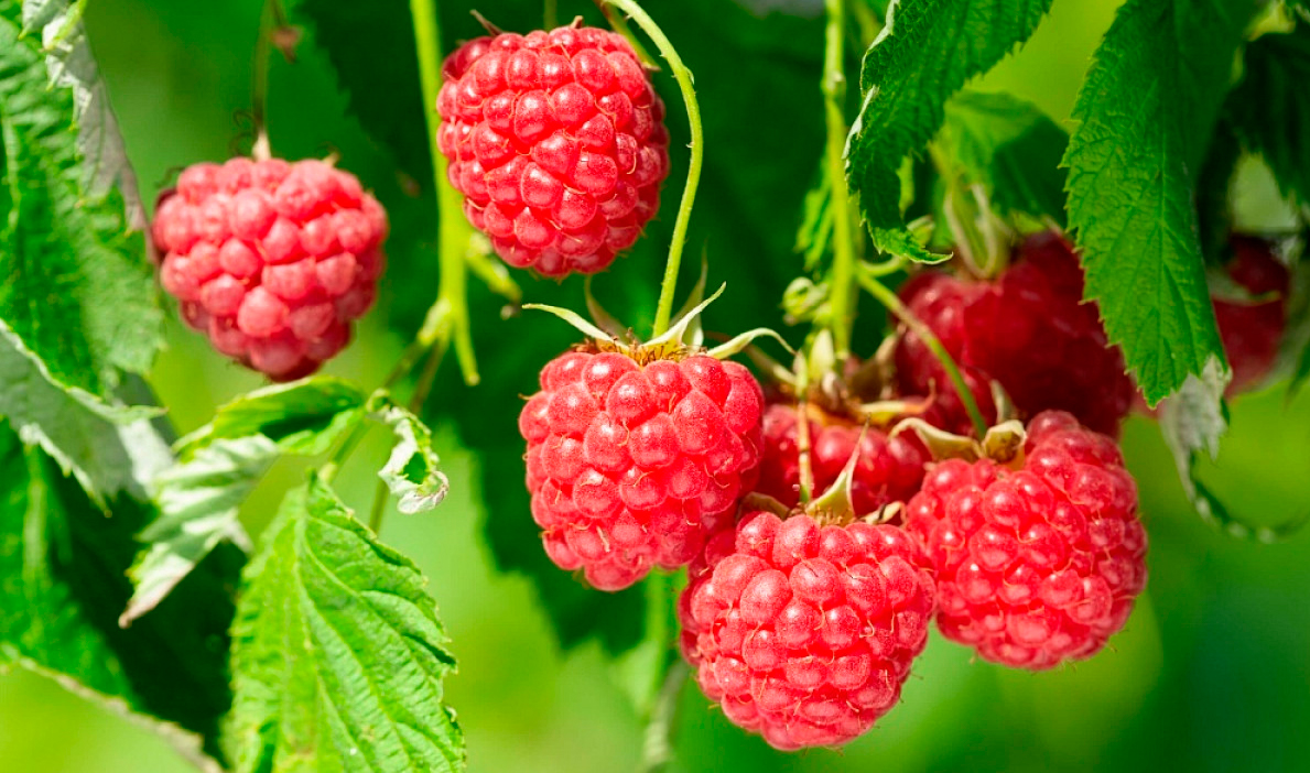 Do Raspberries Have Seeds? Find Everything You Need to Know