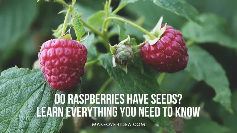 do raspberries have seeds